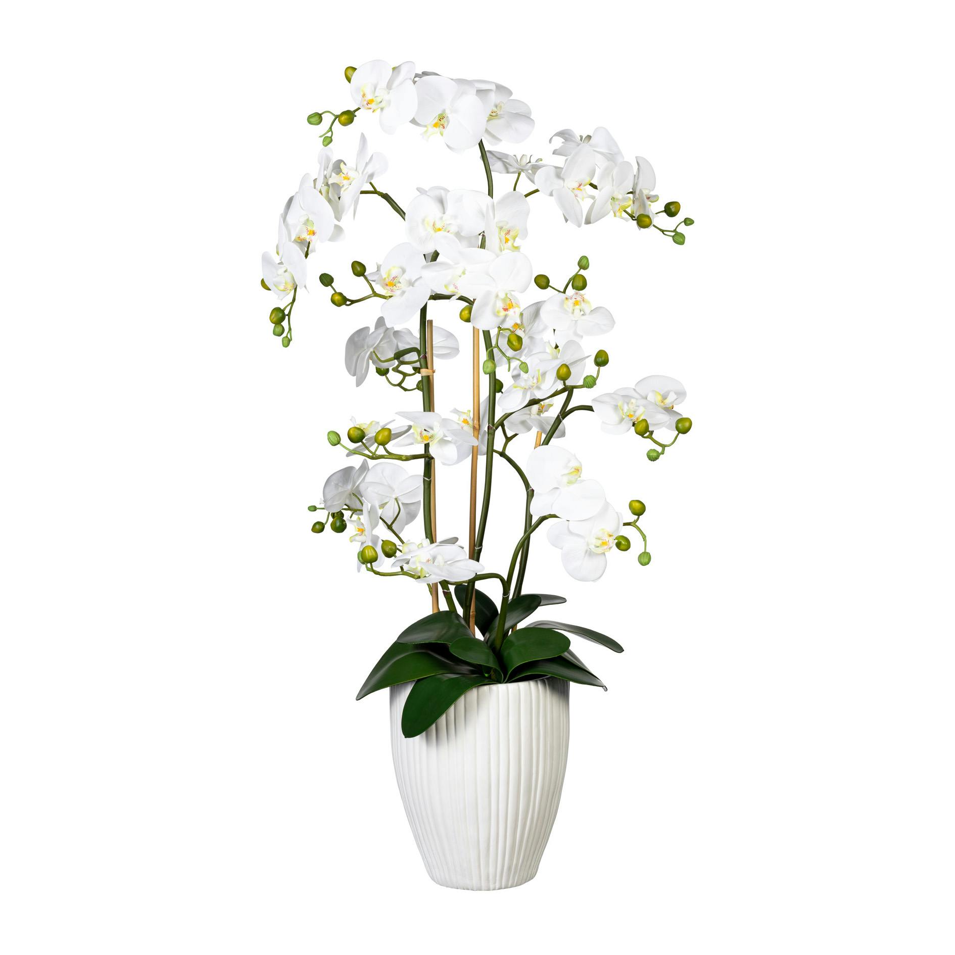 Real Orchidee weiss, green Bl., | in 110cm, Pflanze Phalaenopsis mit METRO CREATIV Marktplatz ca 12 künstliche Touch, Keramik x12, Erde,