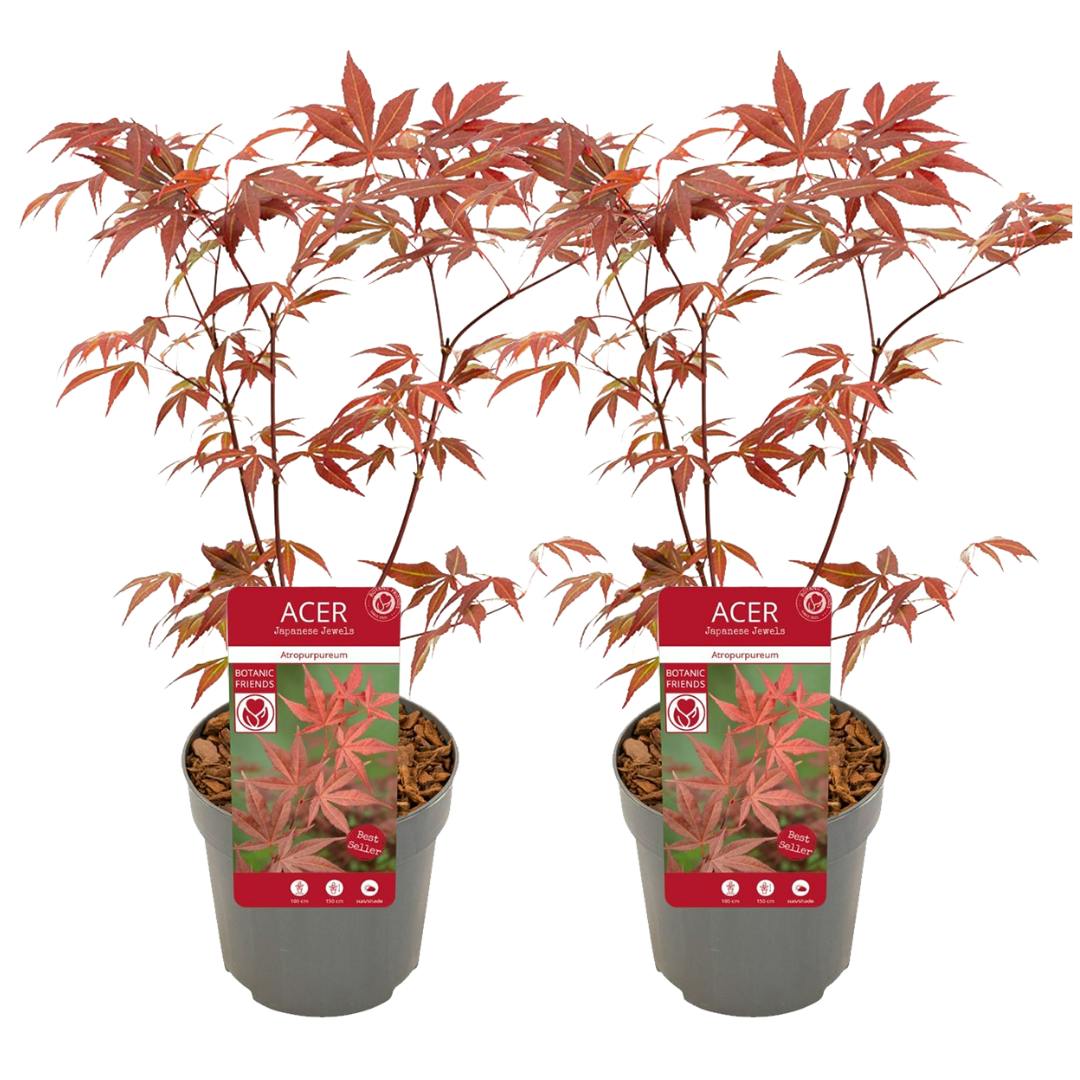 Japanischer Ahorn - Acer Atropurpureum 2er Set Höhe 80-90cm | METRO