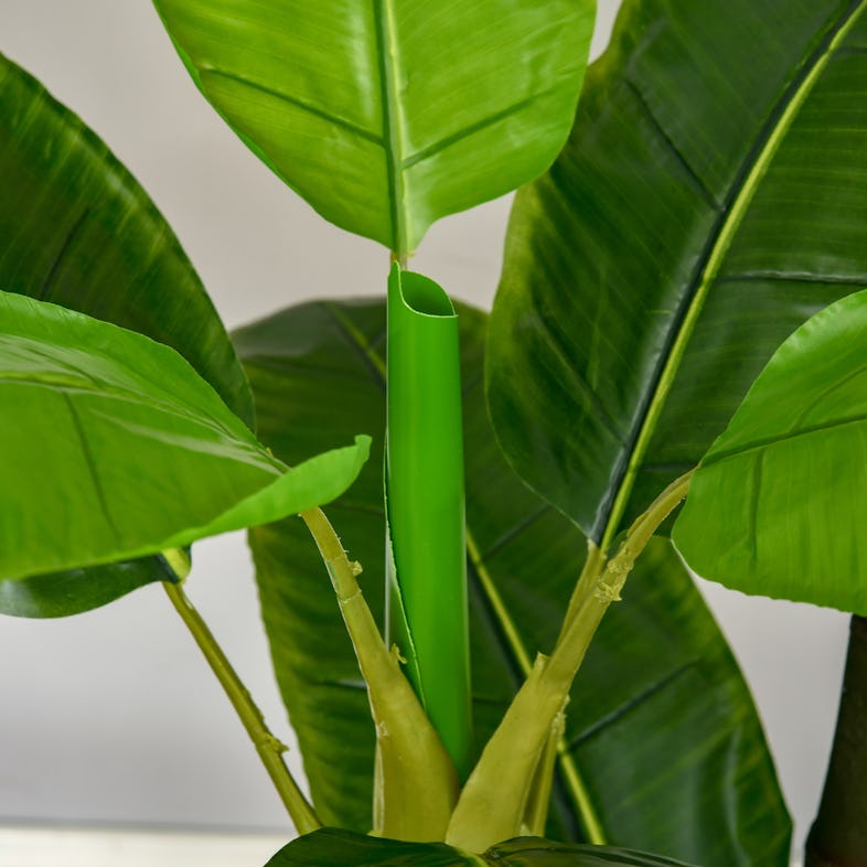 Banano pianta in vaso verde